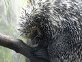 Porcupine close up
