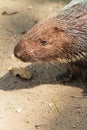 Porcupine closeup view.