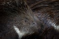 Porcupine detail close-up portrait. Cape porcupine, Hystrix africaeaustralis, cute animal in nature, Kruger NP, South Africa.