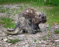 Porcupine