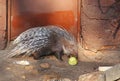 Porcupine eating vegetables Royalty Free Stock Photo