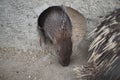 Porcupine are eating in a zoo cage, hedgehogs are rodents (Rodentia).