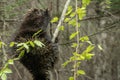 Porcupine having lunch in a small tree Royalty Free Stock Photo