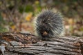 Porcupine Erethizon dorsatum Atop Log Nibbles