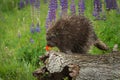 Porcupine Erethizon dorsatum Examines Flower