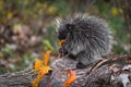 Porcupine Erethizon dorsatum Nibbles on Leaf on Log Autumn