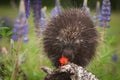 Porcupine Erethizon dorsatum Sniffs at Flower