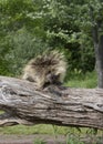 Porcupine on a Fallen Tree Trunk