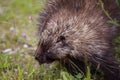 Porcupine Royalty Free Stock Photo