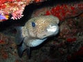 Porcupine Fish Royalty Free Stock Photo