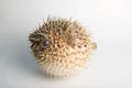 Porcupine fish Royalty Free Stock Photo