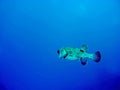 Porcupine Fish Royalty Free Stock Photo