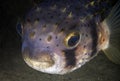 Porcupine fish Royalty Free Stock Photo