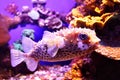 Porcupine fish Royalty Free Stock Photo