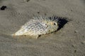 Porcupine fish - family Diodontidae Royalty Free Stock Photo