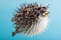 Porcupine fish Royalty Free Stock Photo