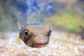 Porcupine fish Royalty Free Stock Photo