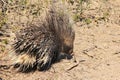 Porcupine - Free and Wild from Africa - Quills for Everyone Royalty Free Stock Photo