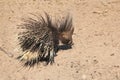 Porcupine - Free and Wild from Africa - Quills head to toe Royalty Free Stock Photo