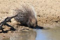 Porcupine - Free and Wild from Africa - A thousand Quills Royalty Free Stock Photo