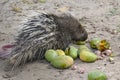 Porcupine with fresh fruit