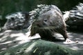 Porcupine Hystricidae (Hystrix cristata) stock photo Royalty Free Stock Photo