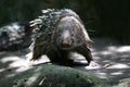 Porcupine Hystricidae (Hystrix cristata) stock photo Royalty Free Stock Photo