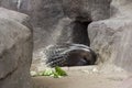 Porcupine Hystricidae resting after eating near his home. Royalty Free Stock Photo