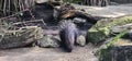 A porcupine (Hystricidae) in a zoo and animal park