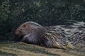 porcupine Hystrix brachyura