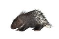 Porcupine isolated