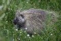 Porcupine in the Custer Gallatin National Forest