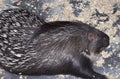 Porcupine Latin. Hystrix genus of rodents