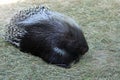 Porcupine at Marwell Zoo