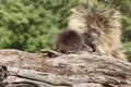 Porcupine Mom and Baby