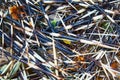 Porcupine needles randomly scattered