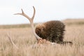 Porcupine nibbling on antlers