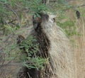 Porcupine Nibbling on Twigs