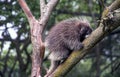 Porcupine out on a limb Royalty Free Stock Photo