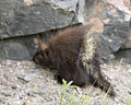 Porcupine Photo Stock. Close-up profile view walking on gravel on the side of road with foliage foreground and rock background in