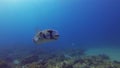 Porcupine Puffer Fish Close Up. Pufferfish Or Boxfish.Cute Critter & Calm Blue Sea