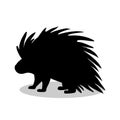 Porcupine rodent mammal black silhouette animal