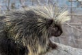 Porcupine rodent on rock - close up close to Palmer Alaska USA Royalty Free Stock Photo