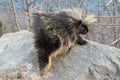 Porcupine rodent on rock near Matanuska River close to Wasilla Alaska USA Royalty Free Stock Photo