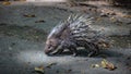 Porcupine Rodents And Sharp Spines Wildlife Animal