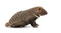 Porcupine side view on a white background. Features include sharp, brown and Royalty Free Stock Photo