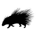 Porcupine Silhouette Black Vector Illustration