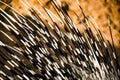 Porcupine spines or quills closeup Royalty Free Stock Photo