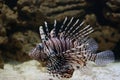 Porcupine striped fish Royalty Free Stock Photo