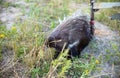 Porcupine tied to a peg